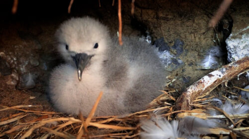 Shearwater chick in Hawaii.