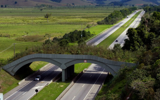 Wildlife crossings like this one in Brazil make roads safer for both people and wildlife.