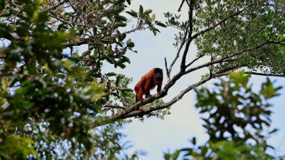 Only 10% of the original Atlantic Forest remains, but conservationists are fighting to stitch this biodiversity hotspot back together.