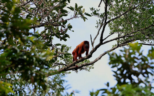 Only 10% of the original Atlantic Forest remains, but conservationists are fighting to stitch this biodiversity hotspot back together.