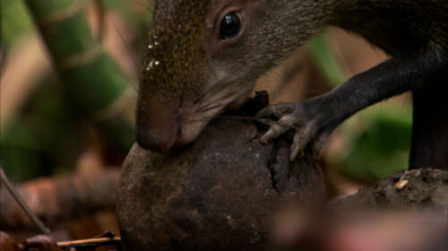 Agoutis are essential seed dispersers for the agouti tree in Brazil.