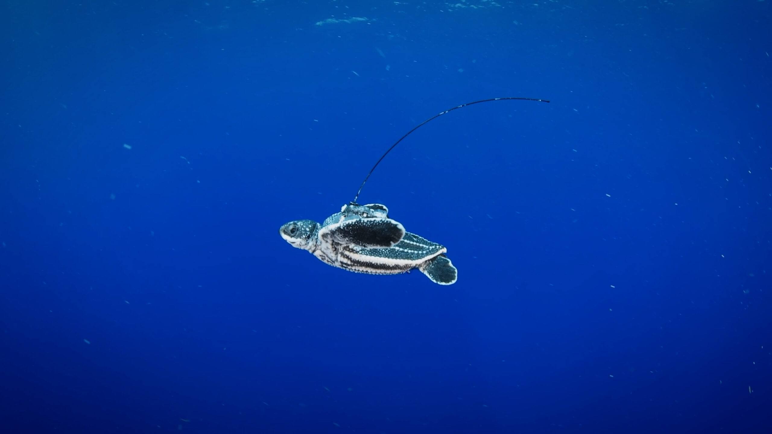 Scientists are using satellite trackers to answer the question, "Where do turtles go during their lost years?"